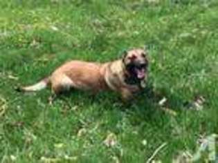 Belgian Malinois Puppy for sale in COLUMBIA, MO, USA