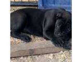 Cane Corso Puppy for sale in Rixeyville, VA, USA