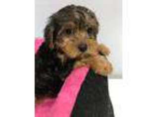 Yorkshire Terrier Puppy for sale in Mundelein, IL, USA