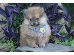 Pomeranian Puppy for sale in Center Ridge, AR, USA