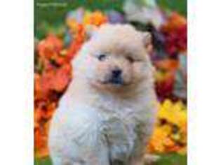 Pomeranian Puppy for sale in Lake Mills, IA, USA