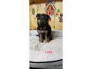 German Shepherd Dog Puppy for sale in Wadena, MN, USA