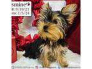 Yorkshire Terrier Puppy for sale in Tempe, AZ, USA
