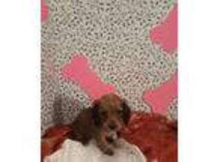 Dachshund Puppy for sale in Miller Place, NY, USA