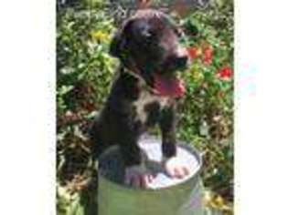 Great Dane Puppy for sale in Aiken, SC, USA