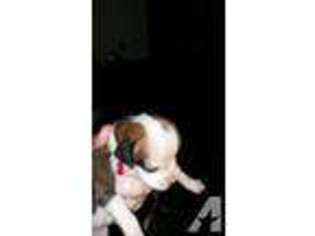 Boxer Puppy for sale in CANBY, OR, USA