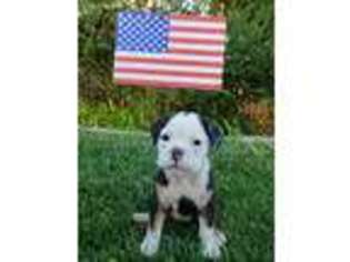 Olde English Bulldogge Puppy for sale in Lancaster, CA, USA