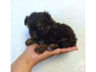 Shorkie Tzu Puppy for sale in AUBURN, WA, USA