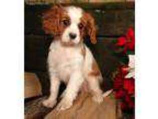 Cavalier King Charles Spaniel Puppy for sale in Cambridge City, IN, USA