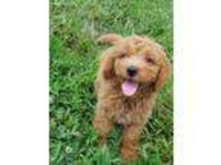 Goldendoodle Puppy for sale in Neosho, MO, USA