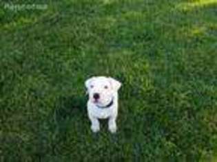 Dogo Argentino Puppy for sale in Salem, OR, USA