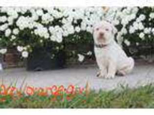 Labrador Retriever Puppy for sale in Spring City, TN, USA