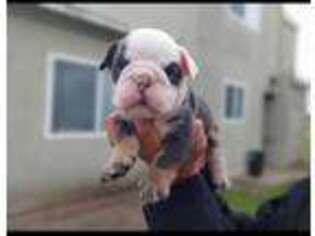 Bulldog Puppy for sale in Livingston, CA, USA