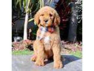 Goldendoodle Puppy for sale in Marana, AZ, USA