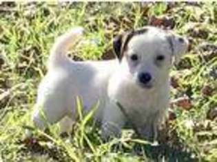 Jack Russell Terrier Puppy for sale in Taylor, AR, USA