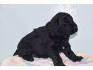 Newfoundland Puppy for sale in Millersburg, IN, USA