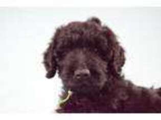Goldendoodle Puppy for sale in Brownwood, TX, USA