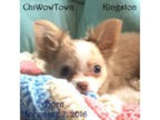 Chihuahua Puppy for sale in North Tonawanda, NY, USA