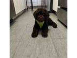 Labradoodle Puppy for sale in North Bergen, NJ, USA