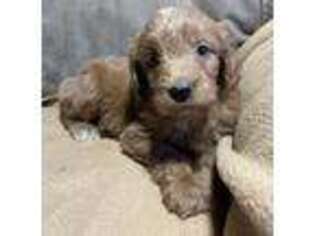 Goldendoodle Puppy for sale in Danvers, MA, USA
