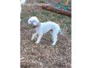 Bedlington Terrier Puppy for sale in Portland, OR, USA