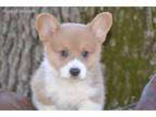 Pembroke Welsh Corgi Puppy for sale in Harwood, MO, USA