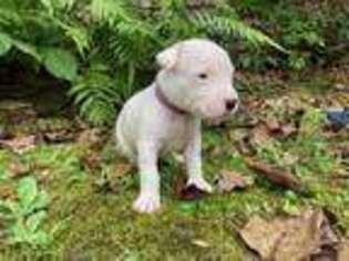 Dogo Argentino Puppy for sale in Hoover, AL, USA