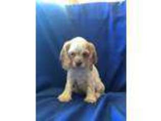 Cocker Spaniel Puppy for sale in Walhonding, OH, USA