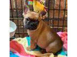 French Bulldog Puppy for sale in Foxworth, MS, USA