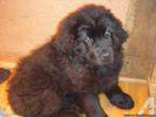 Newfoundland Puppy for sale in FREEPORT, IL, USA