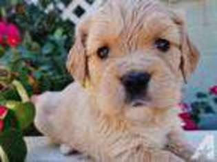 Labrador Retriever Puppy for sale in SAN CLEMENTE, CA, USA