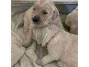 Golden Retriever Puppy for sale in South Lyon, MI, USA