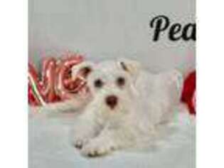 Mutt Puppy for sale in Mocksville, NC, USA