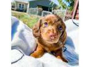Dachshund Puppy for sale in Thomasville, NC, USA