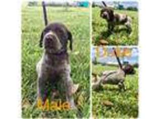 German Shorthaired Pointer Puppy for sale in Goliad, TX, USA