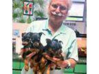 Miniature Pinscher Puppy for sale in Apopka, FL, USA