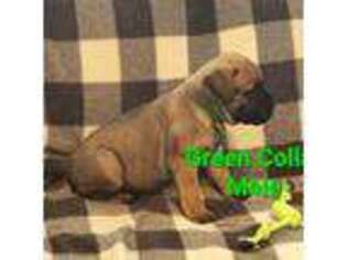 Bullmastiff Puppy for sale in South Attleboro, MA, USA