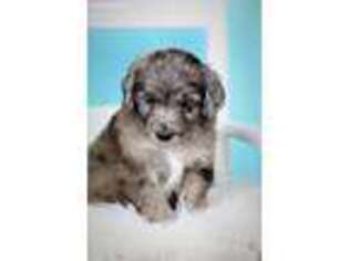 Mutt Puppy for sale in Strathcona, MN, USA