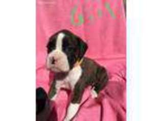 Boxer Puppy for sale in Mooresville, IN, USA