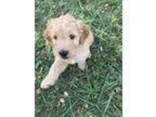 Goldendoodle Puppy for sale in Remington, IN, USA