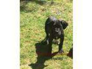 Great Dane Puppy for sale in East Waterford, PA, USA