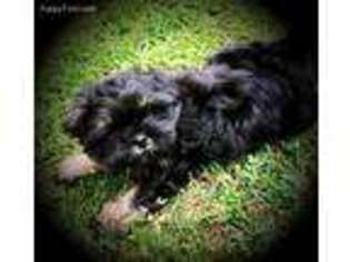 Mutt Puppy for sale in Fairview, TN, USA