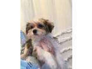 Shorkie Tzu Puppy for sale in Anderson, SC, USA