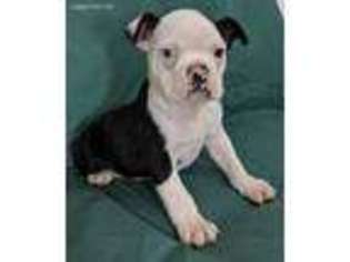 Boston Terrier Puppy for sale in Belle Center, OH, USA