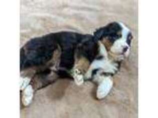 Bernese Mountain Dog Puppy for sale in Tucson, AZ, USA