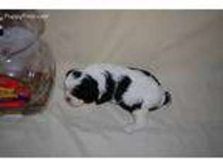 Cavalier King Charles Spaniel Puppy for sale in Neosho, MO, USA
