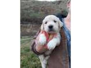 Mutt Puppy for sale in Lucile, ID, USA