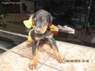 Doberman Pinscher Puppy for sale in Dickson, TN, USA