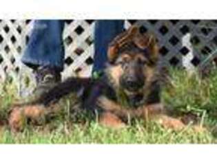 German Shepherd Dog Puppy for sale in Florissant, CO, USA