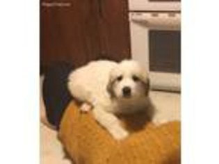 Great Pyrenees Puppy for sale in Albion, IA, USA
